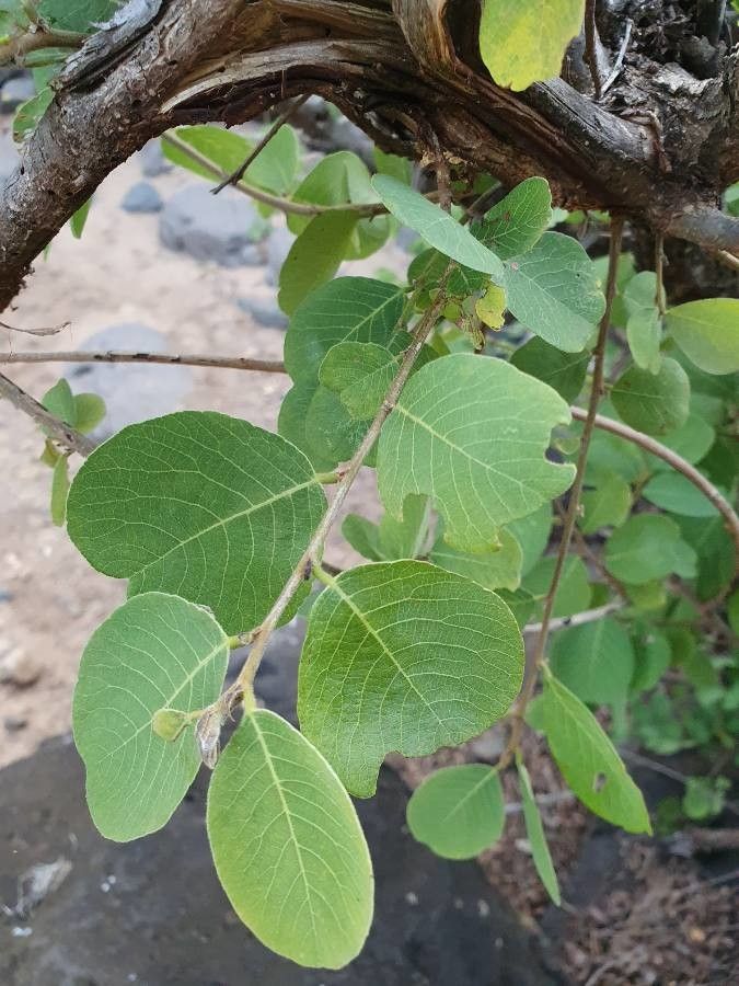 Bridelia taitensis — houseplant care guide