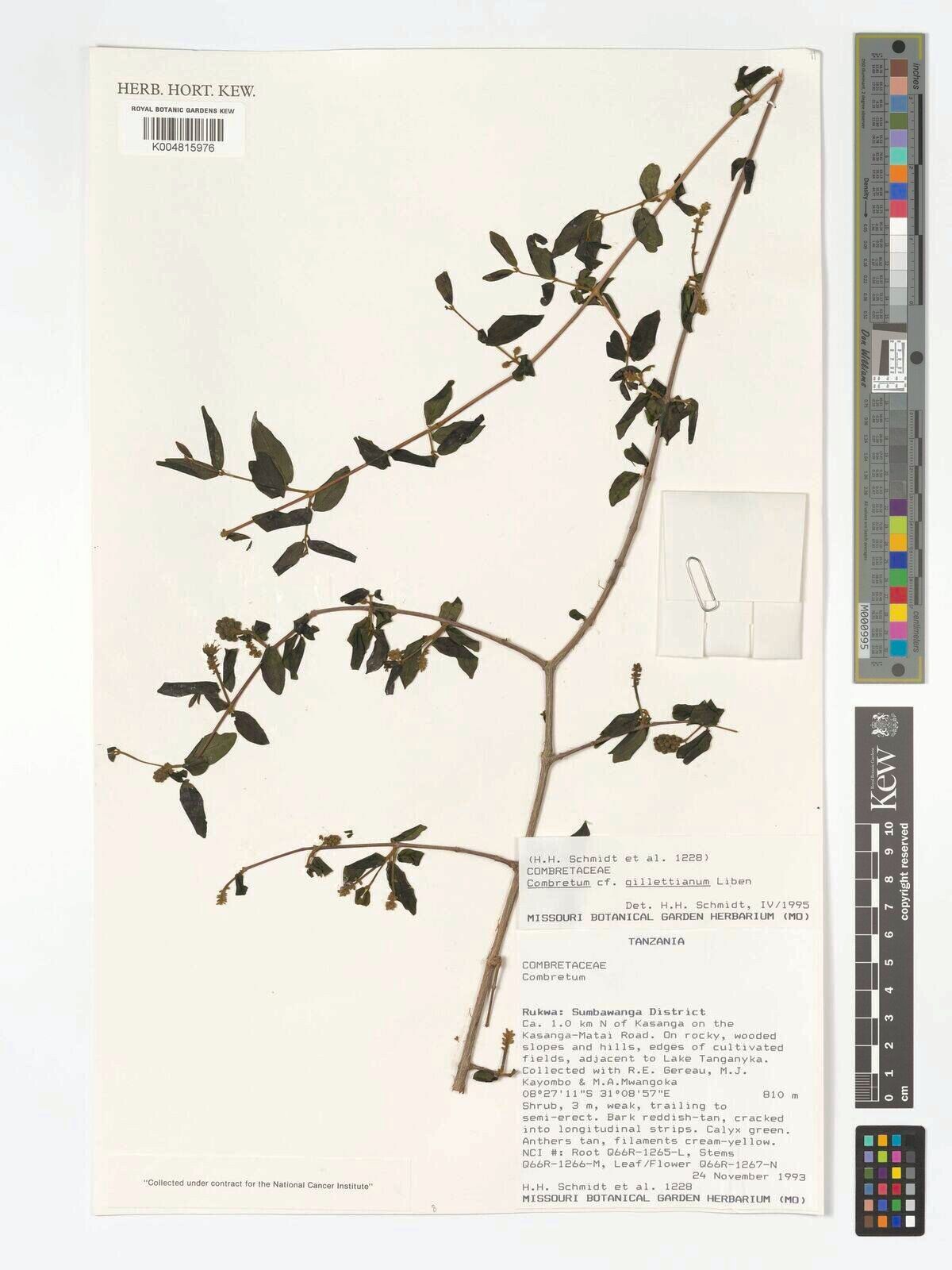 Combretum gillettianum — houseplant care guide