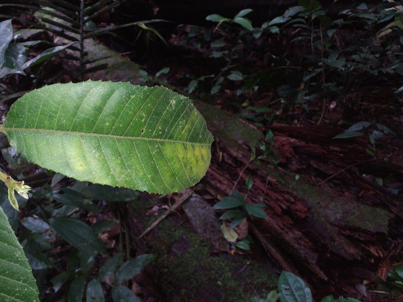 Helicostylis pedunculata — related species from the same genus