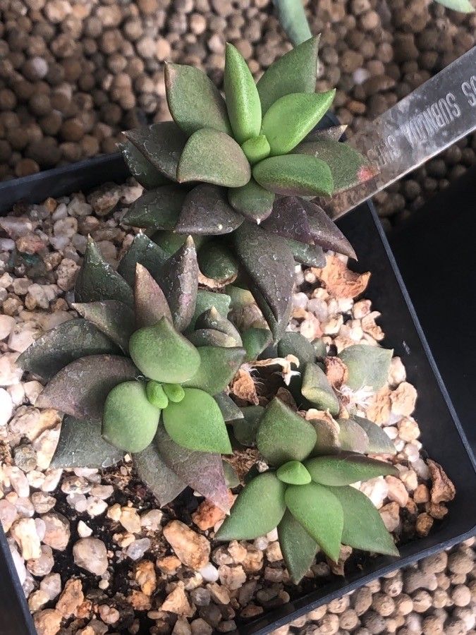 Anacampseros subnuda — search result for 'Anacampseros'