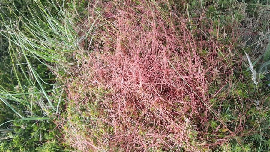 Cuscuta planiflora bark