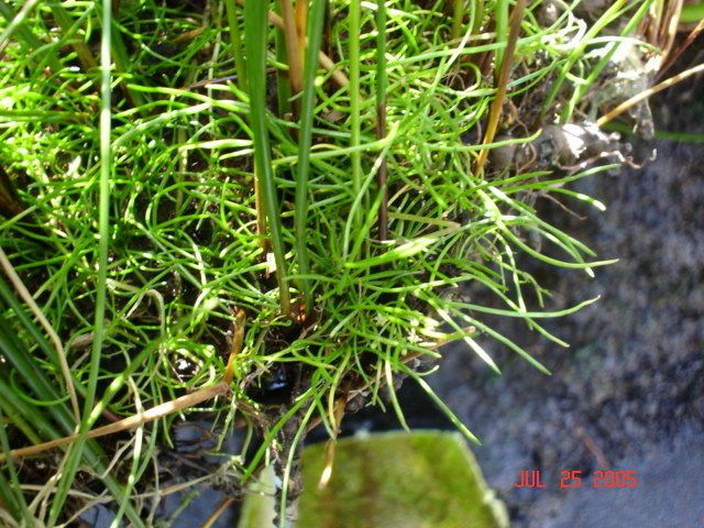 Lilaeopsis masonii — related species from the same genus