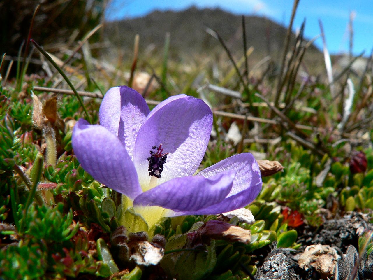 Nototriche phyllanthos flower