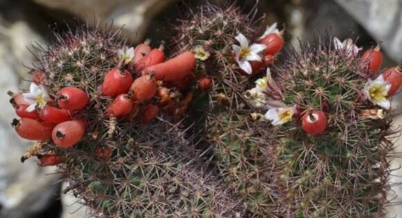 Cochemiea dioica fruit