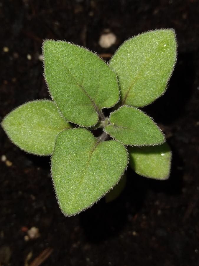 Physalis crassifolia leaf