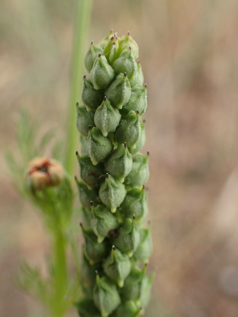Adonis flammea fruit