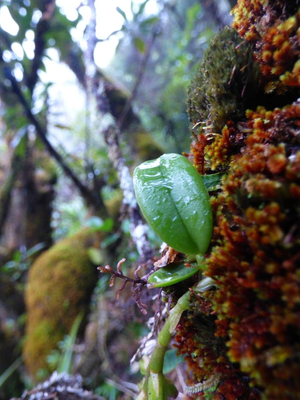 Bulbophyllum sambiranense — search result for 'Bulbophyllum'
