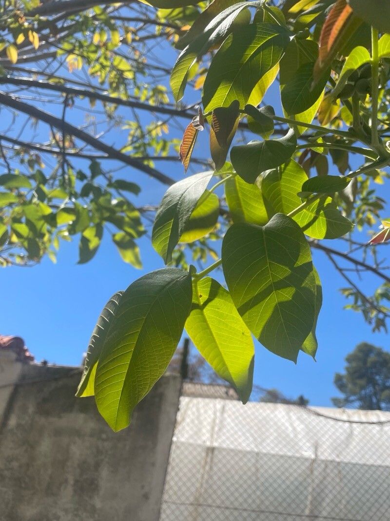 Juglans × intermedia — search result for 'Juglans'