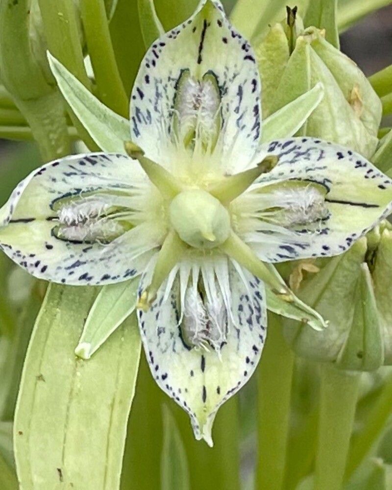 Frasera speciosa flower