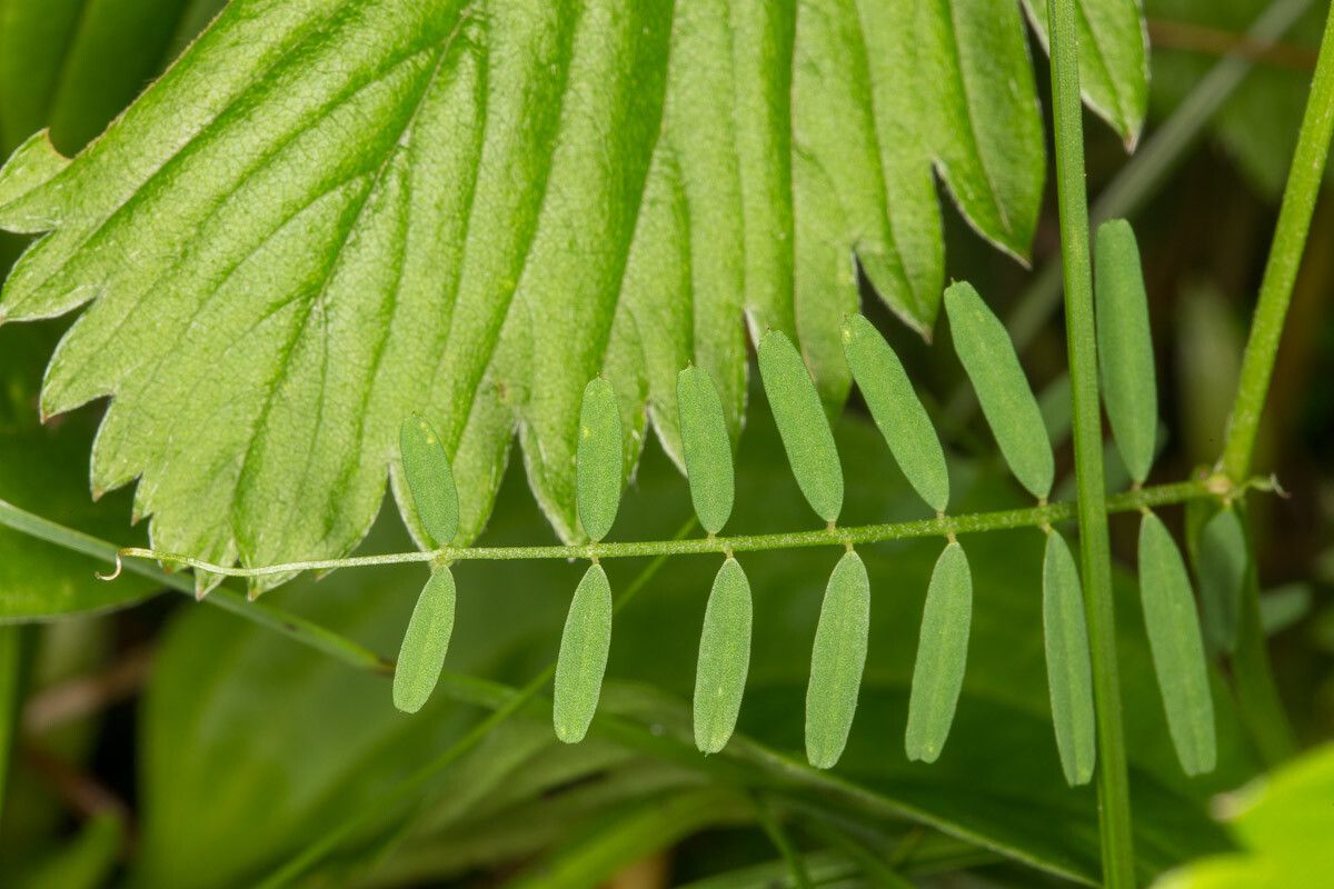 Vicia hirsuta leaf