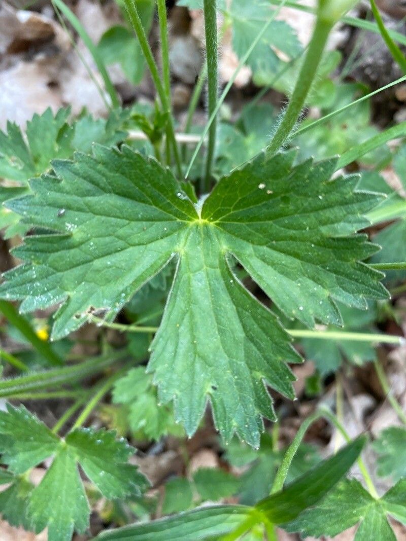 Ranunculus aduncus — houseplant care guide