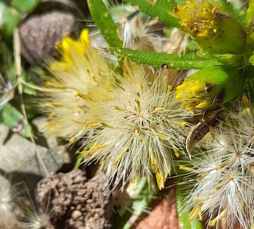 Pectis sessiliflora fruit