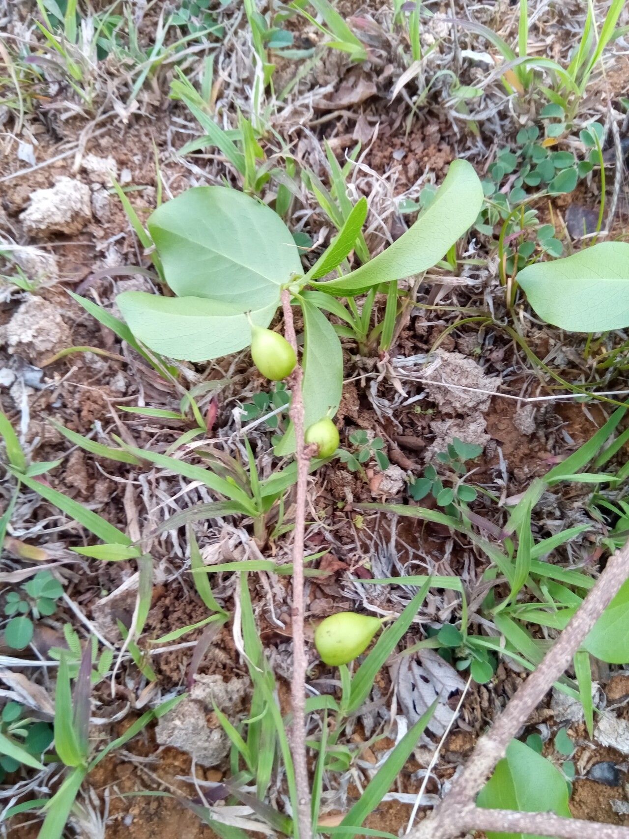 Ludia suarezensis habit