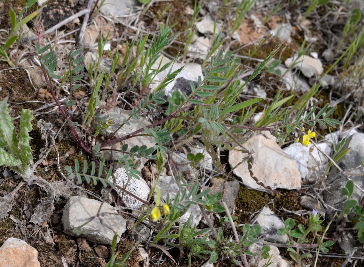 Hippocrepis ciliata leaf