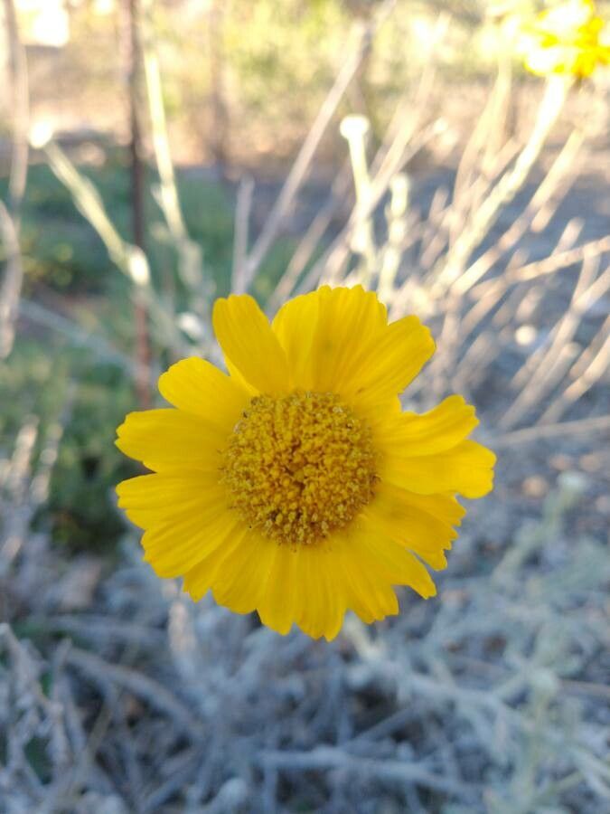 Baileya multiradiata flower