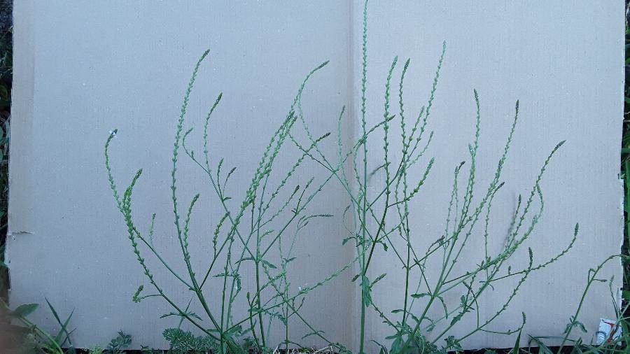 Verbena officinalis fruit