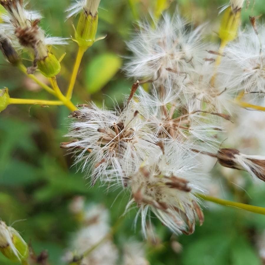 Senecio triangularis fruit