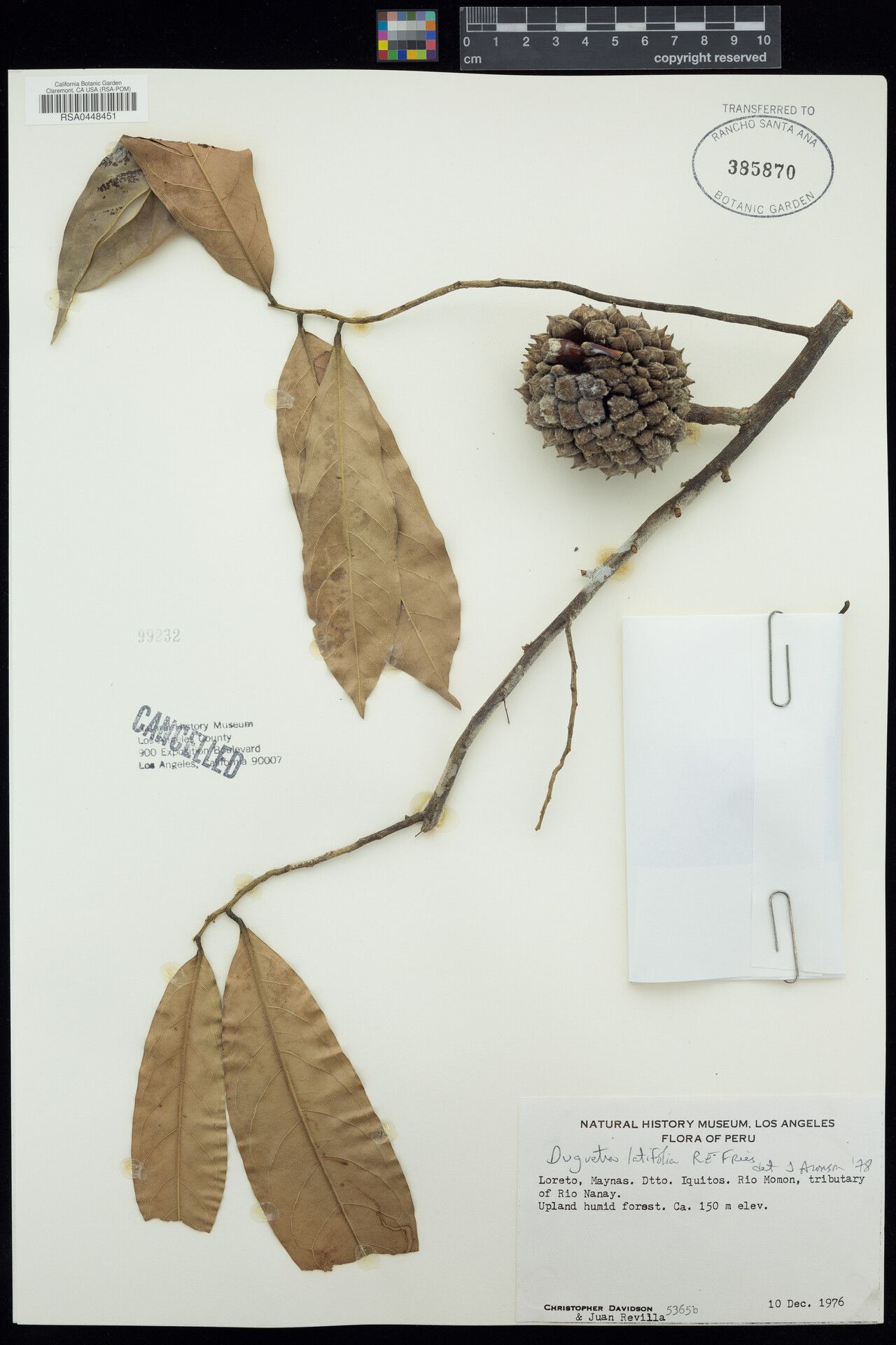 Duguetia latifolia fruit