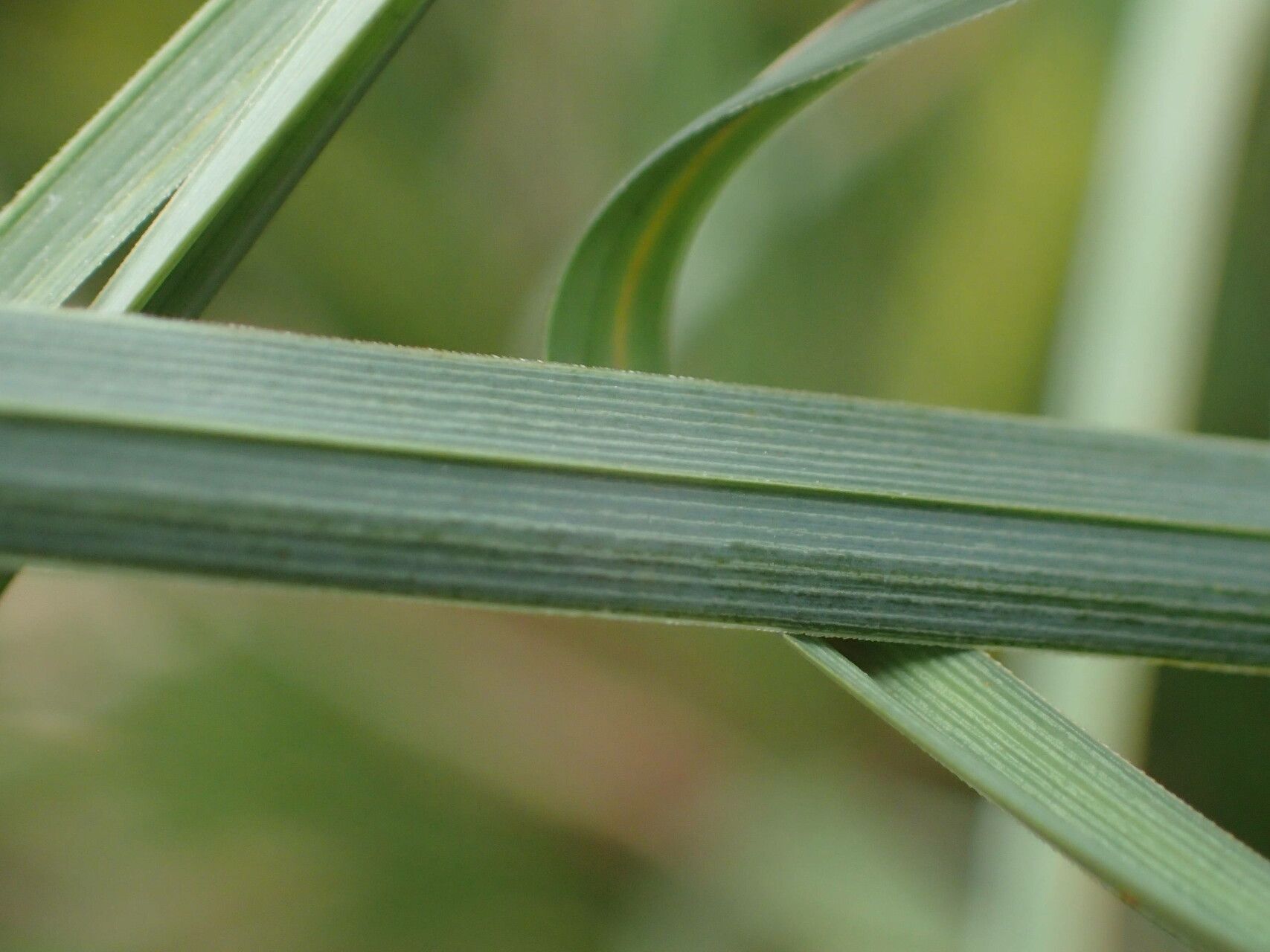 Carex rostrata — houseplant care guide