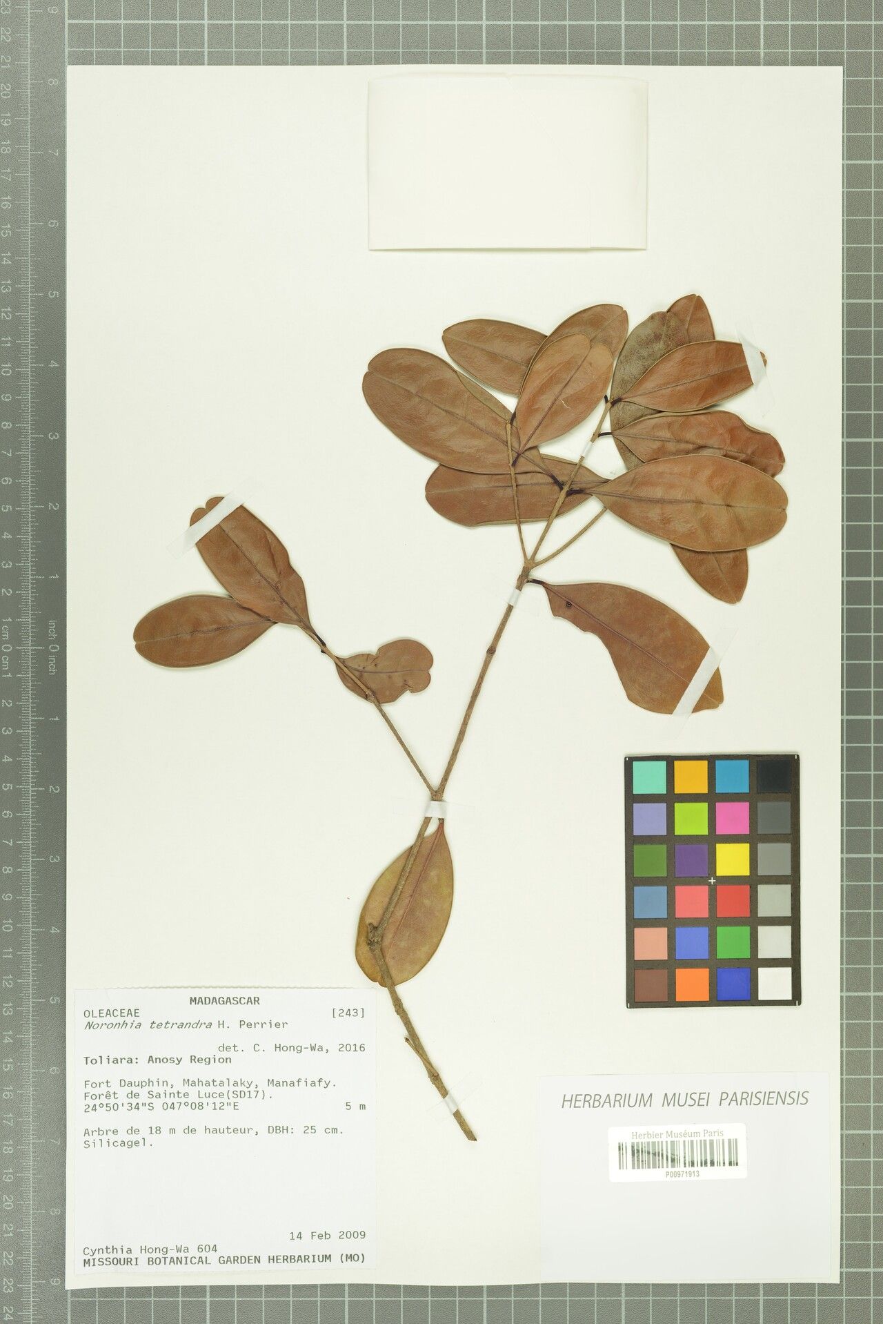 Noronhia tetrandra — houseplant care guide