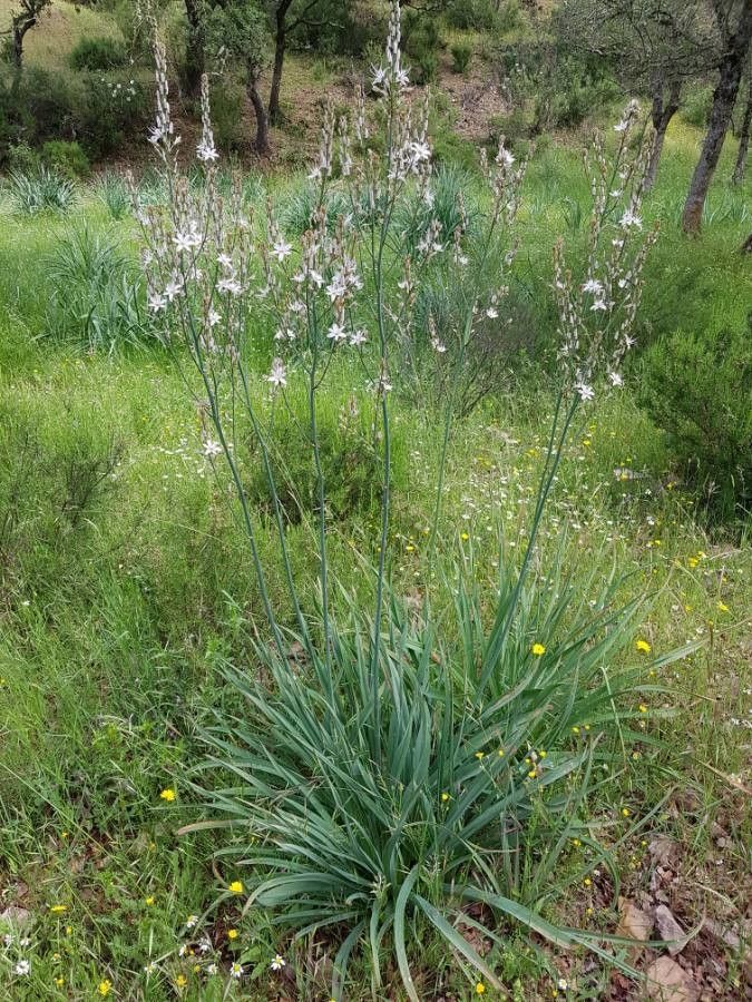 Asphodelus ramosus flower