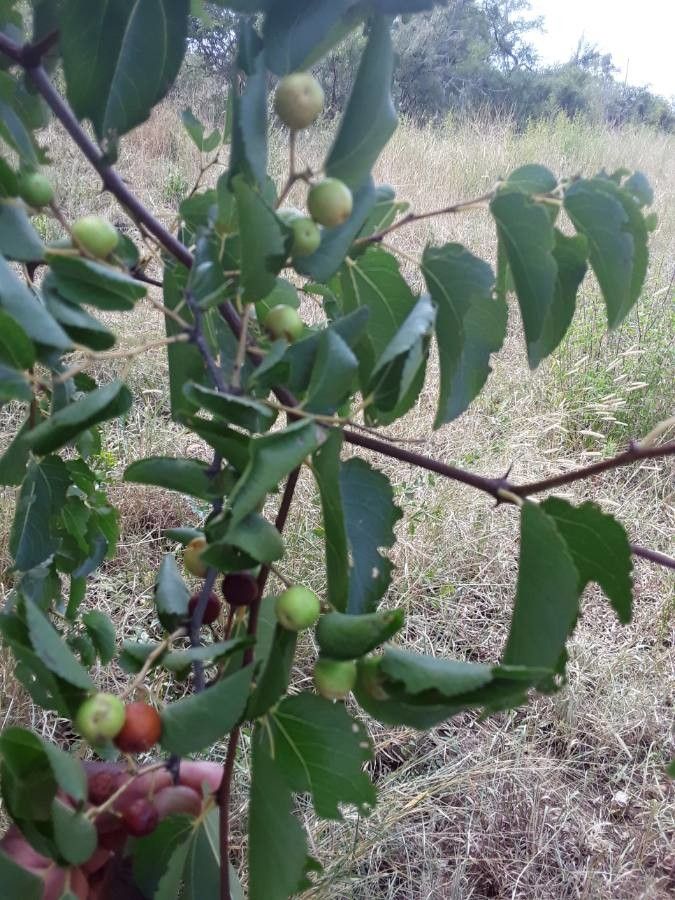 Croton dichogamus fruit
