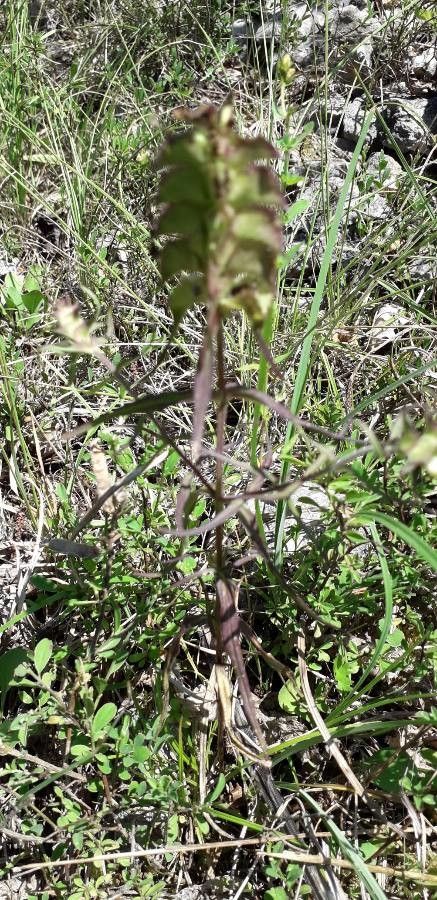 Melampyrum cristatum fruit