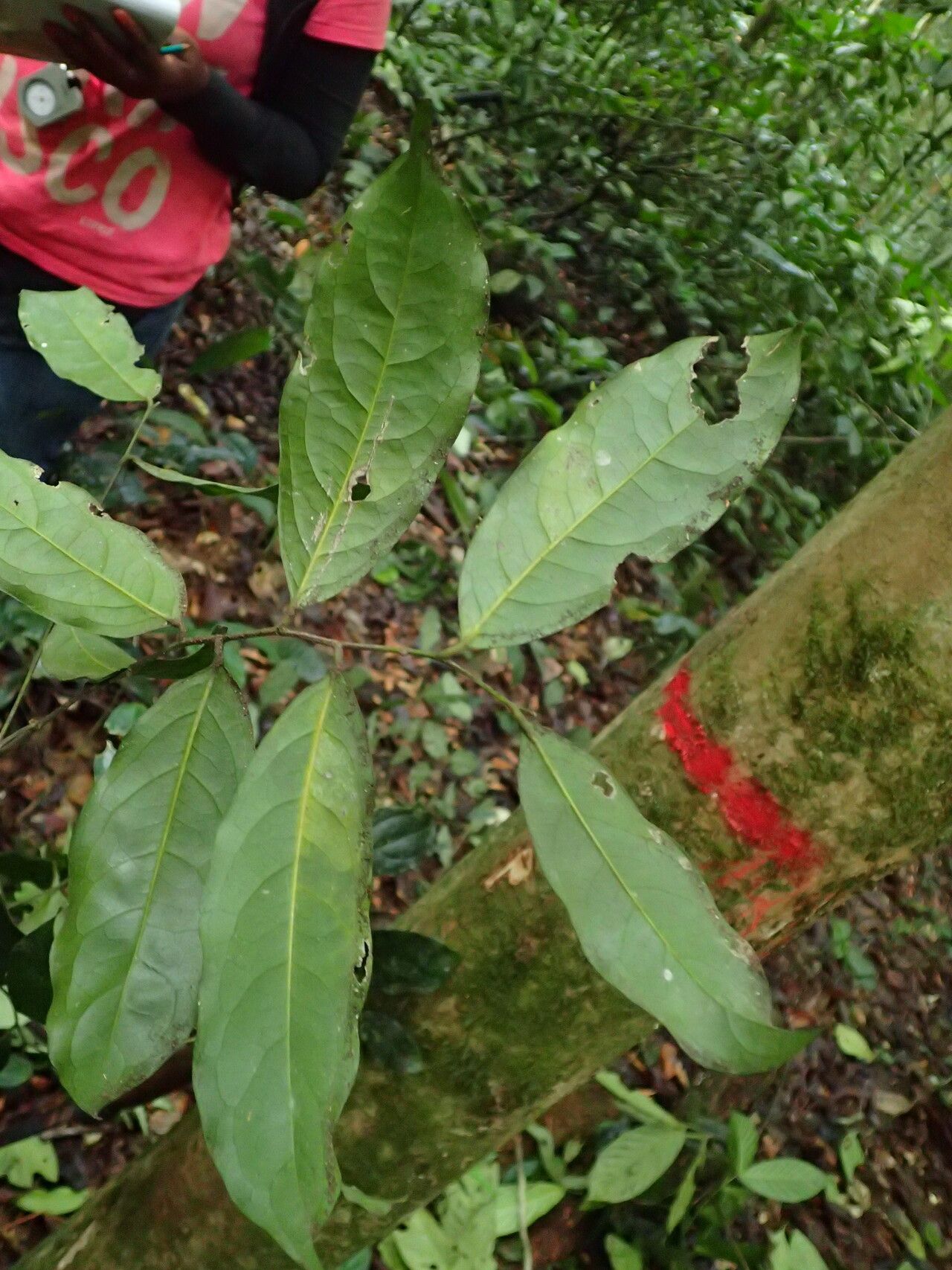 Drypetes floribunda — houseplant care guide