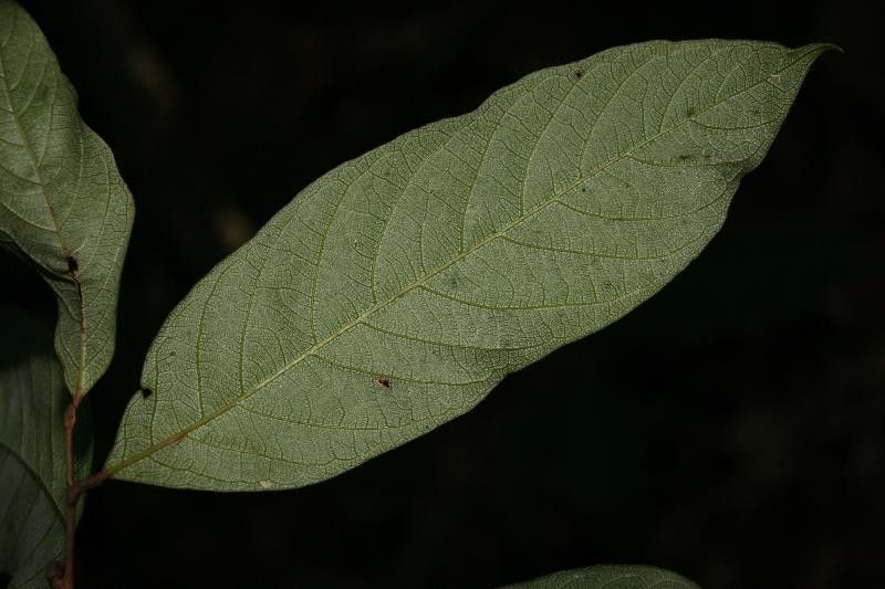 Licania sprucei leaf