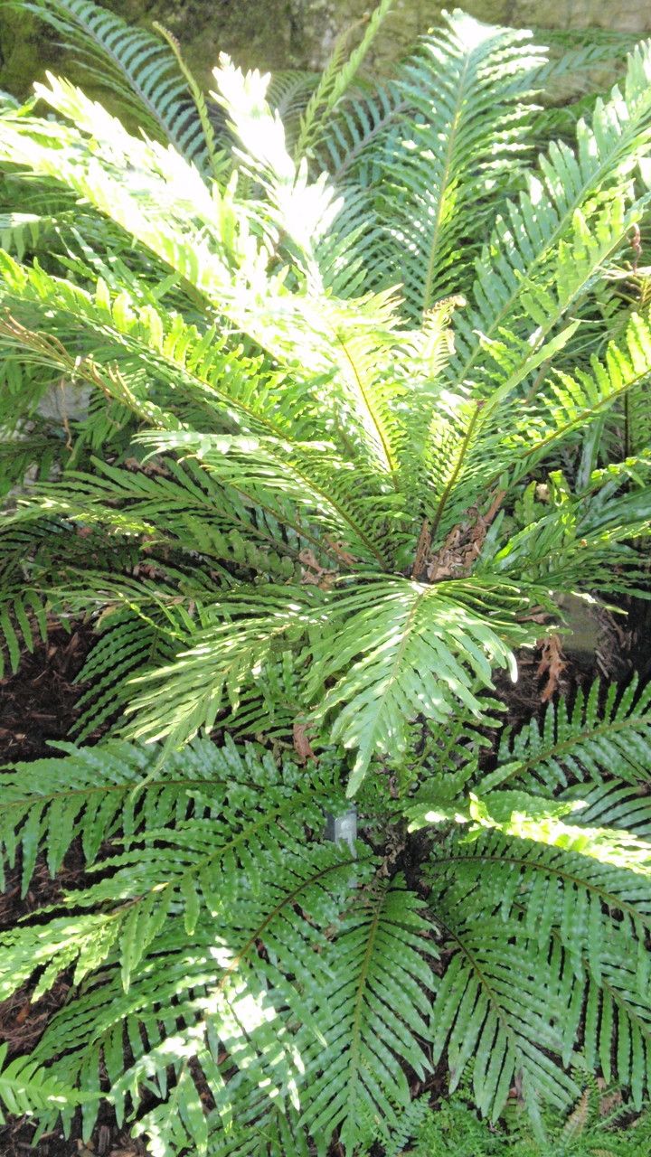 Blechnum gibbum habit