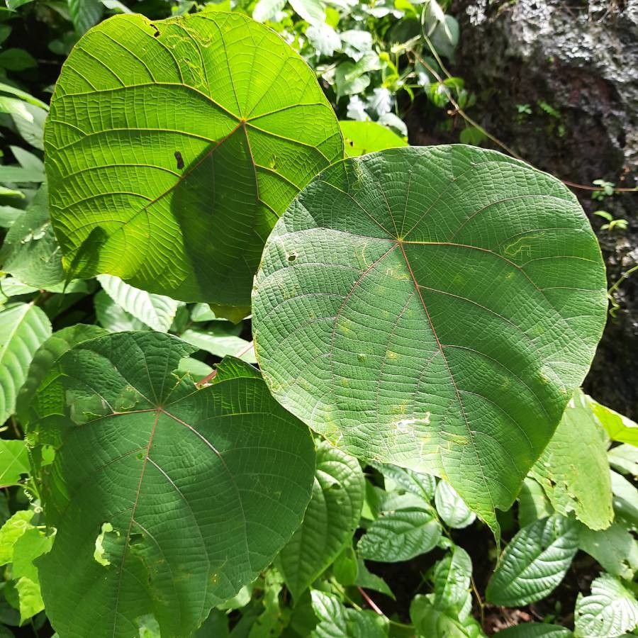 Macaranga indica — search result for 'Sri Lanka'