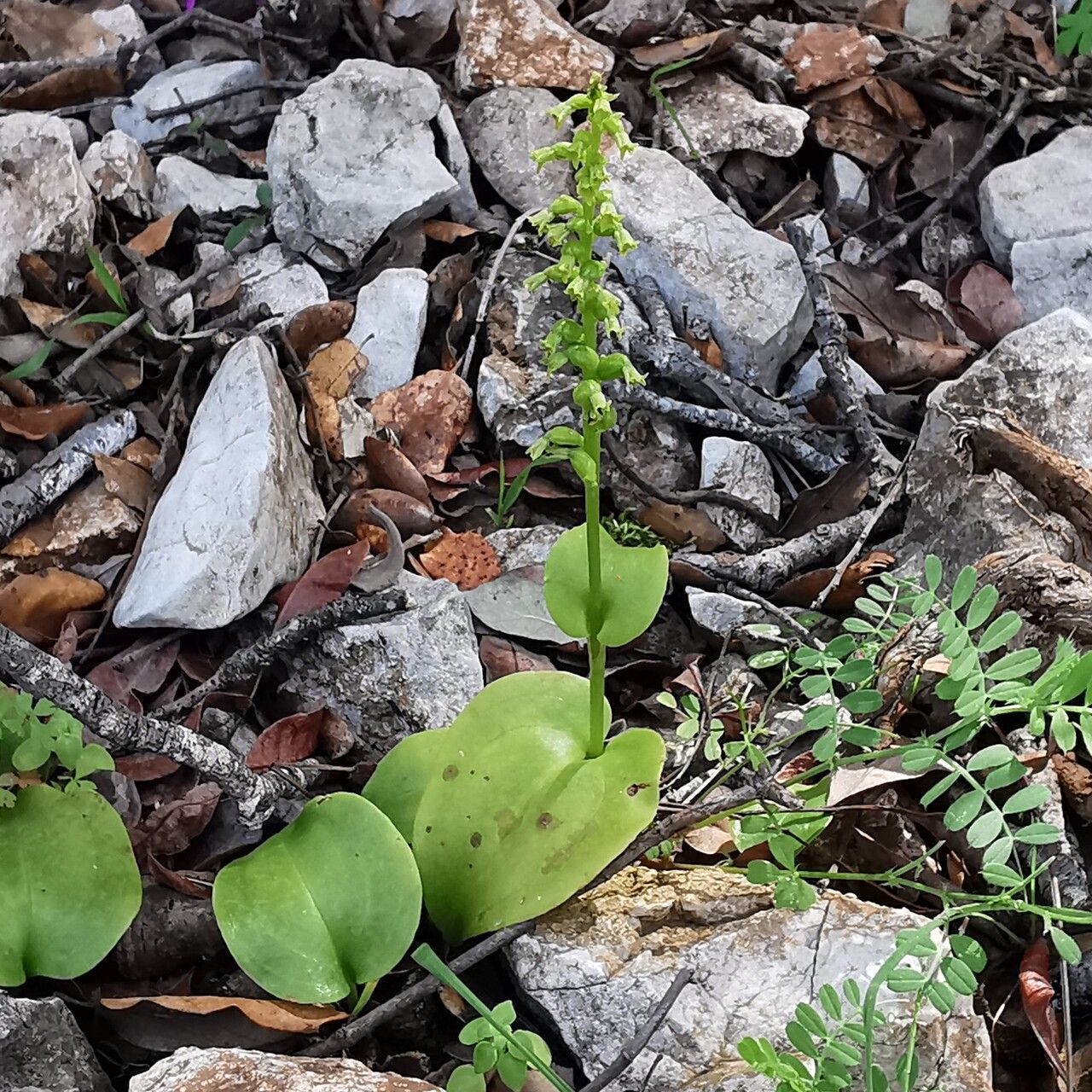 Gennaria diphylla — search result for 'Tunisia'