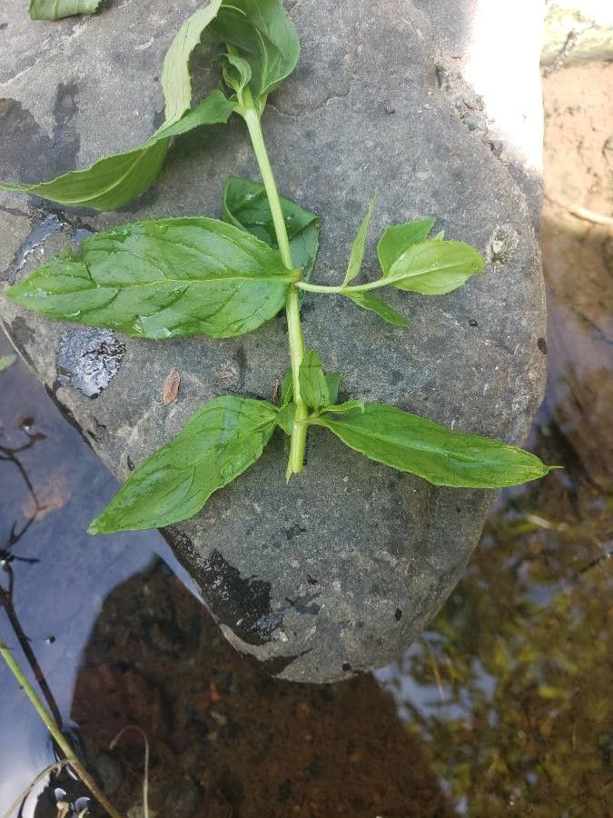 Epilobium luteum — search result for 'Epilobium'