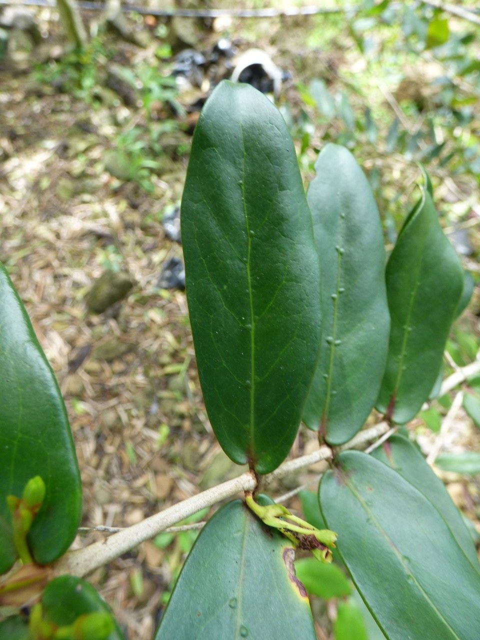 Pyrostria orbicularis leaf