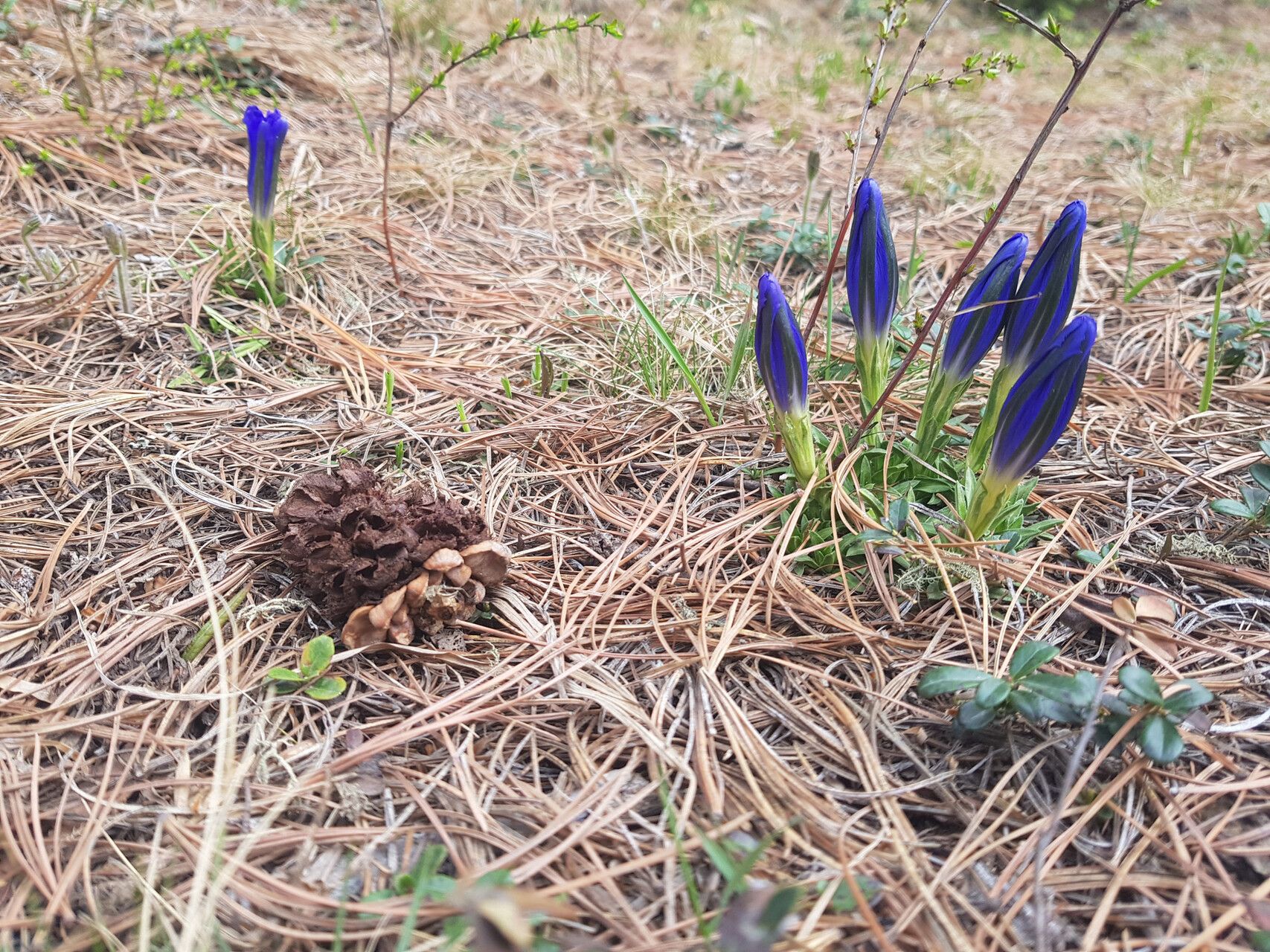 Gentiana grandiflora — houseplant care guide