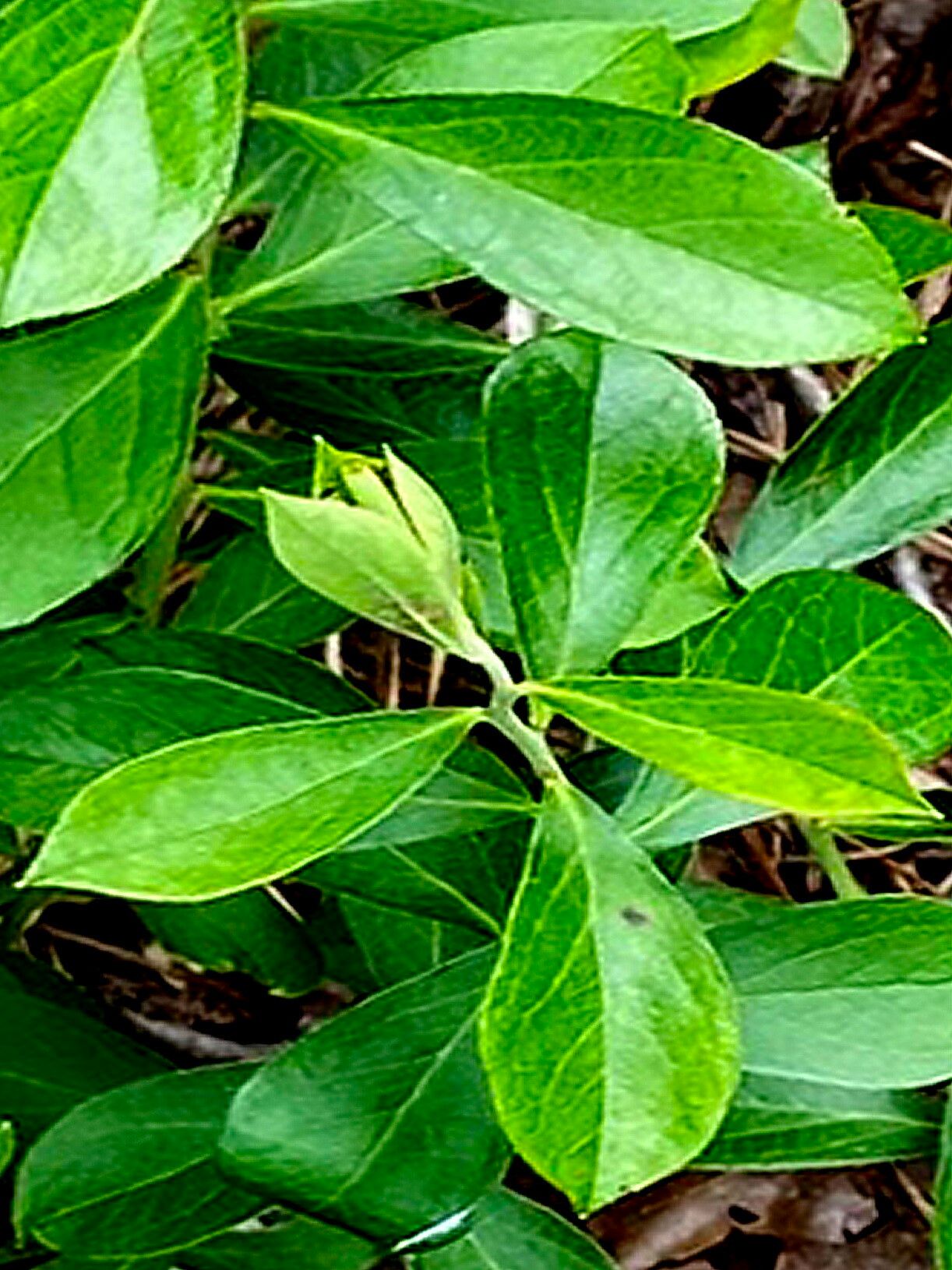 Vaccinium tenellum — search result for 'Vaccinium'