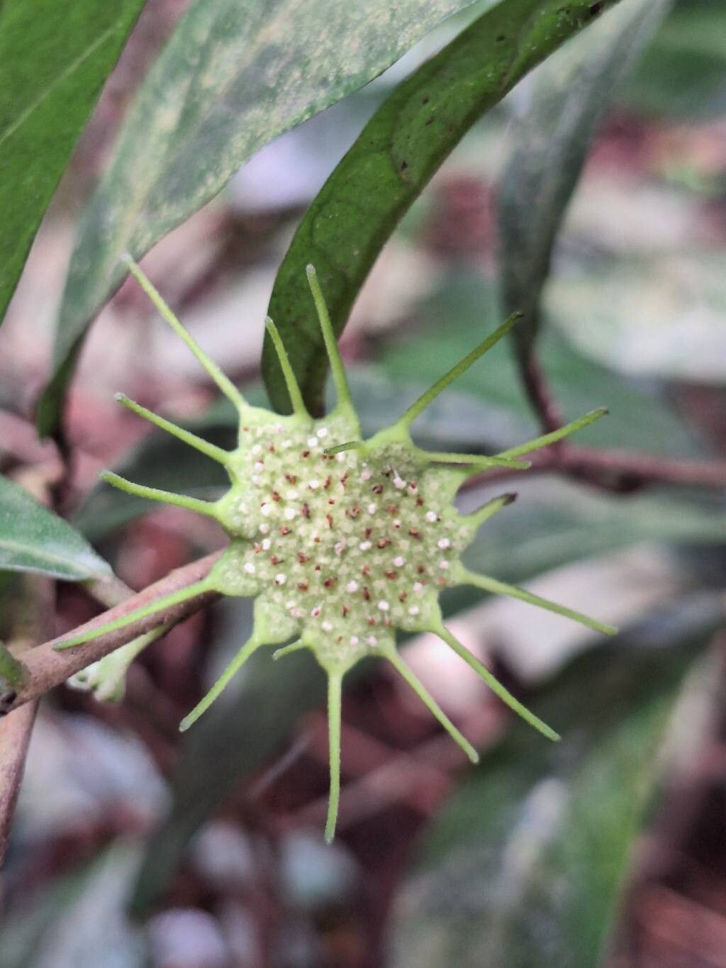 Dorstenia mannii flower