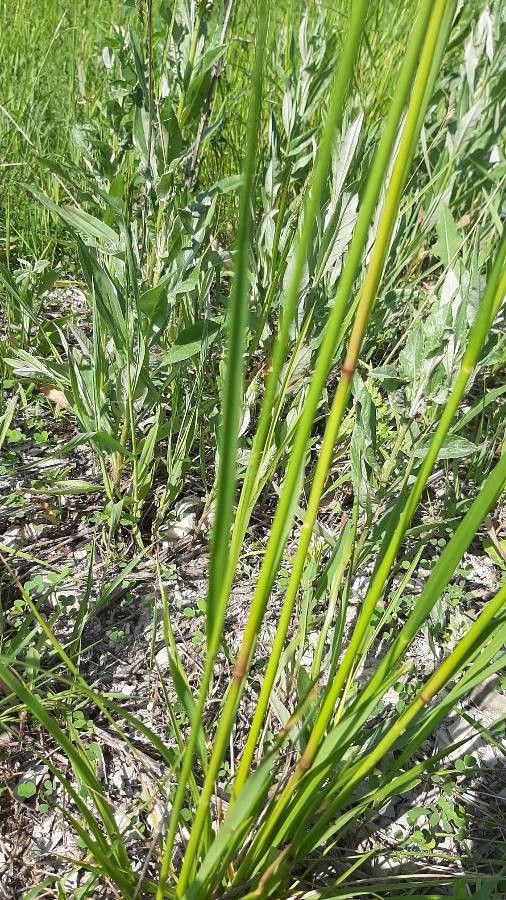 Vulpia bromoides leaf