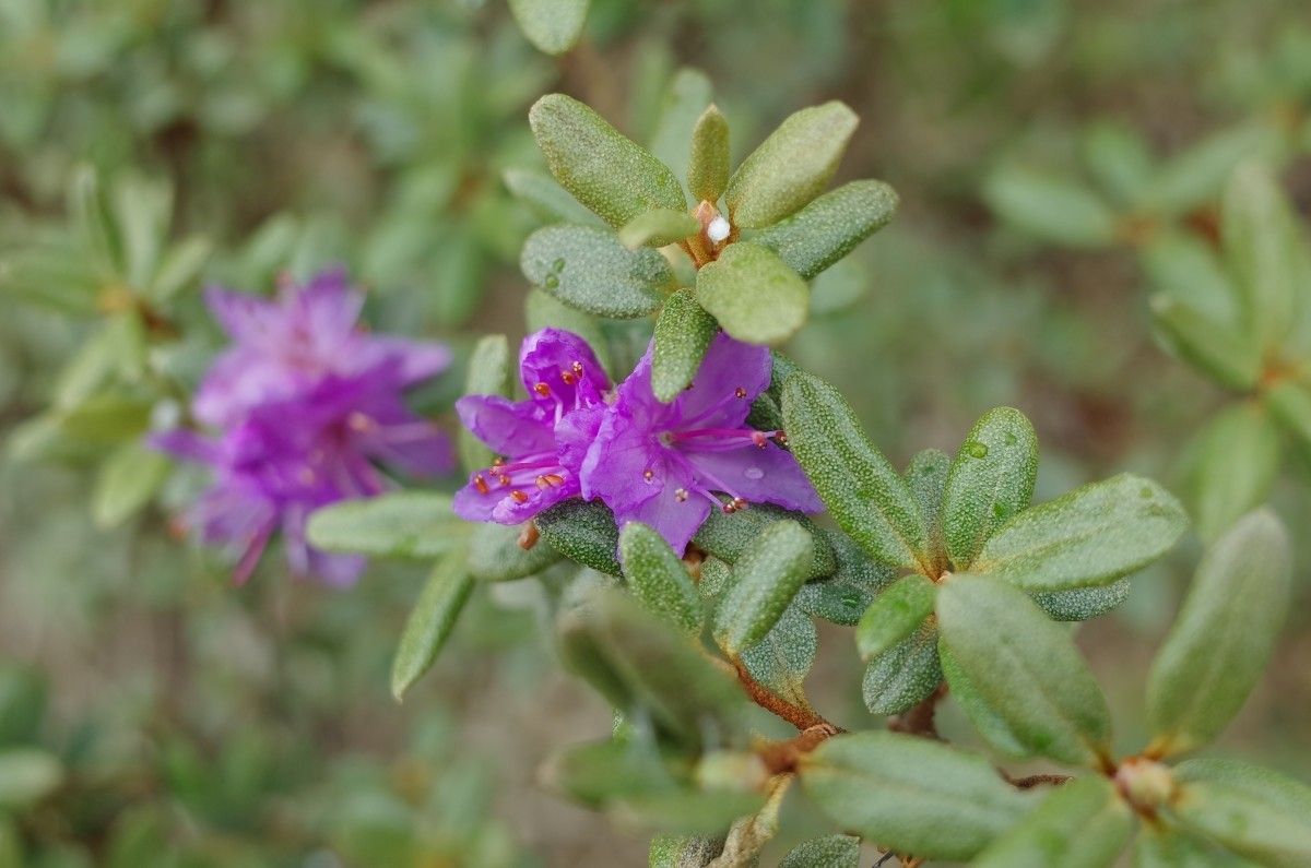 Rhododendron yungningense flower