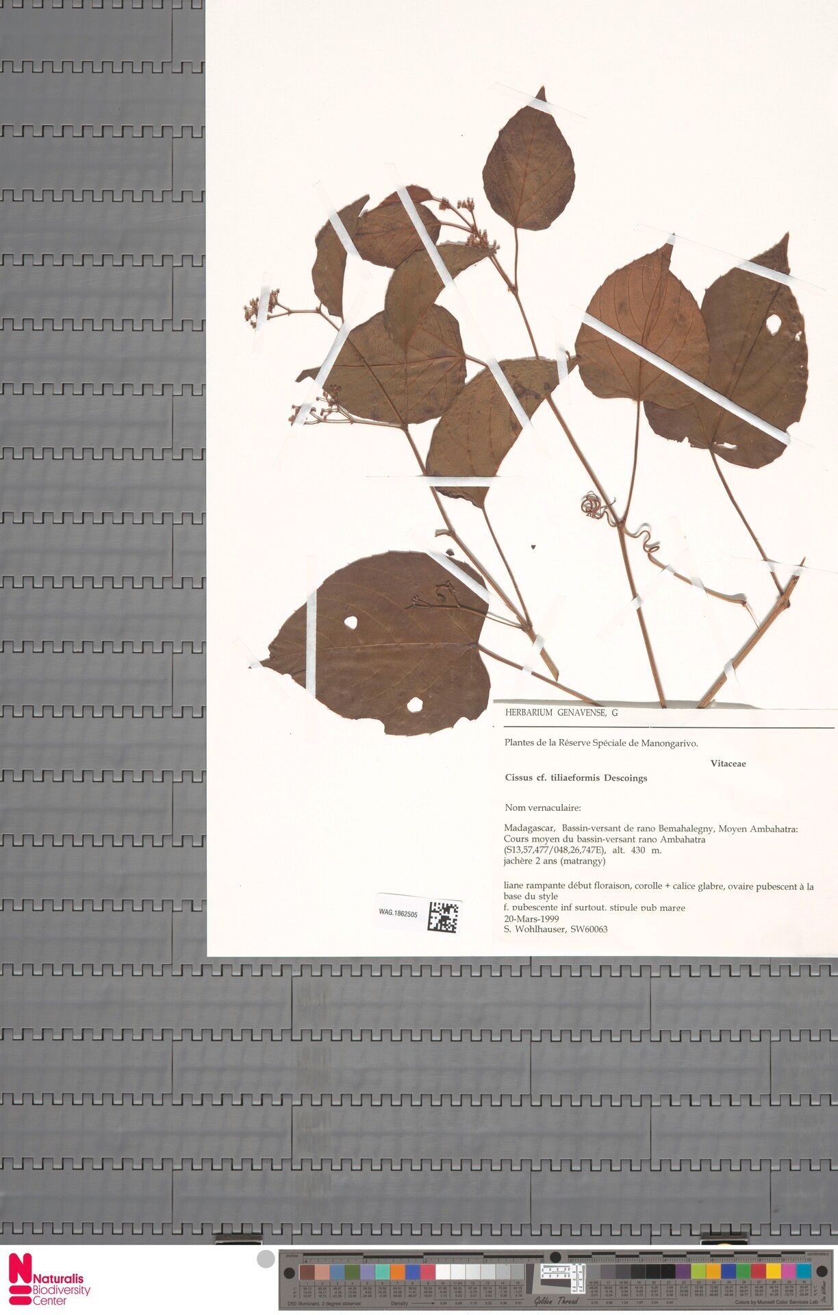 Cissus tiliiformis — houseplant care guide