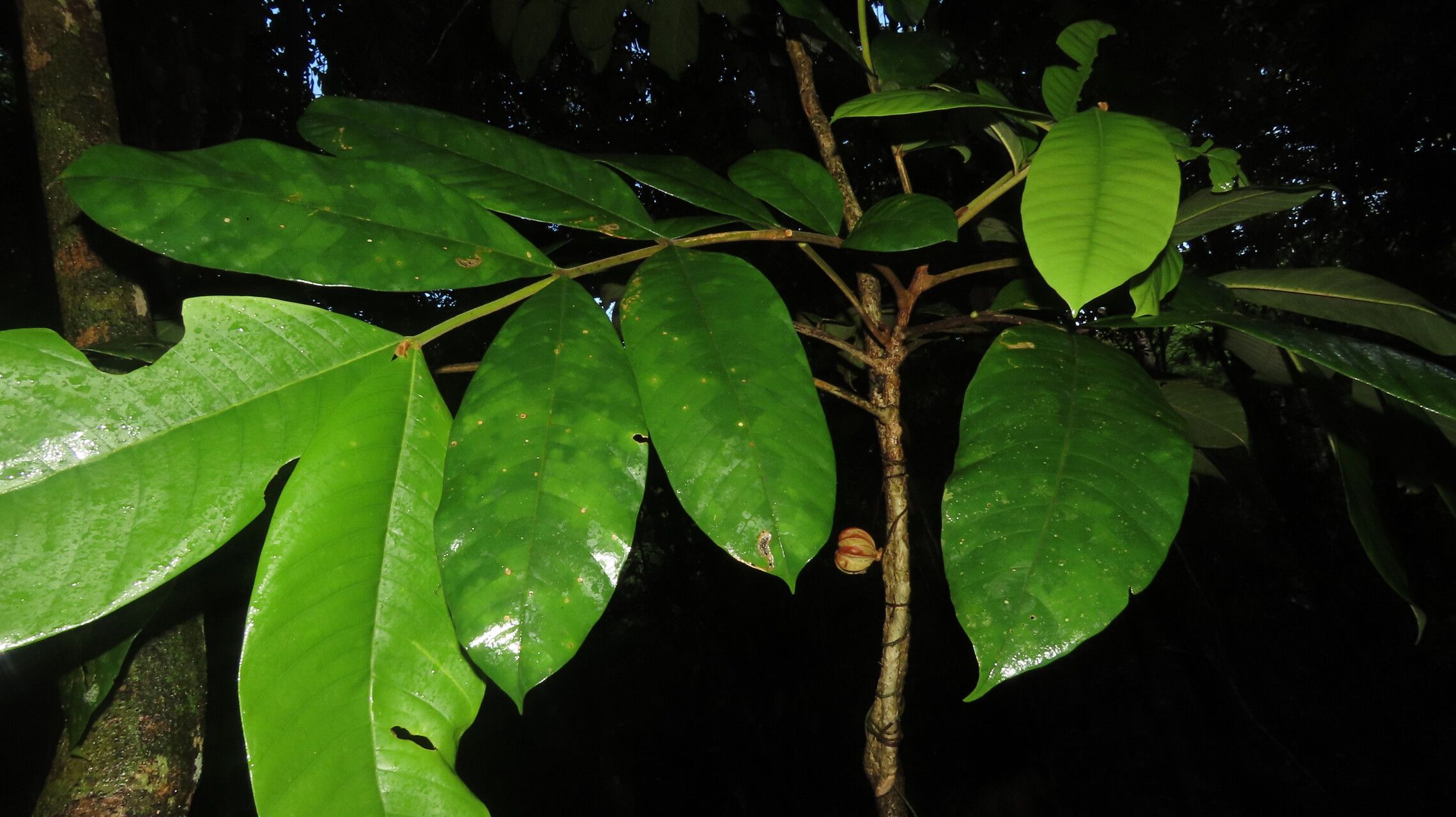 Guarea talamancana — houseplant care guide