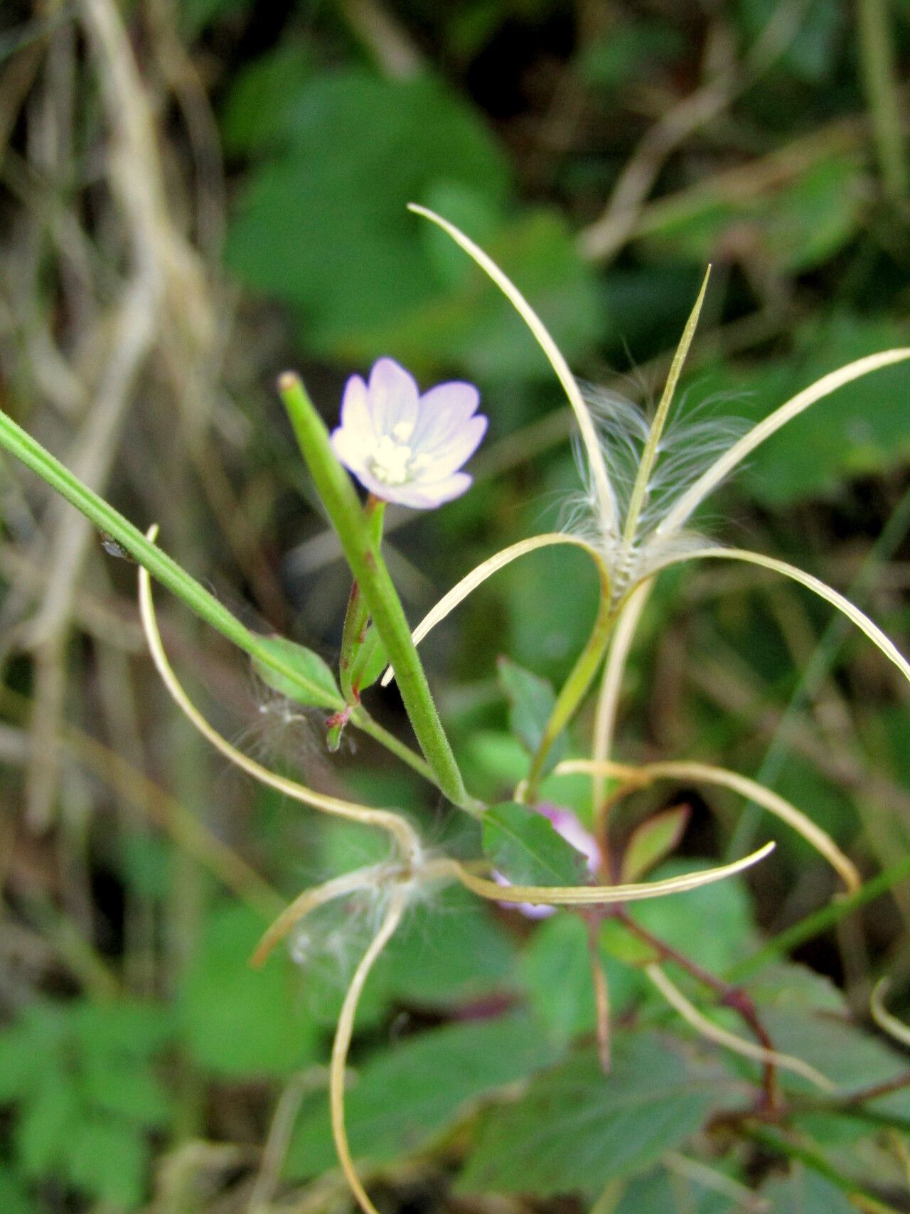 Epilobium lanceolatum fruit