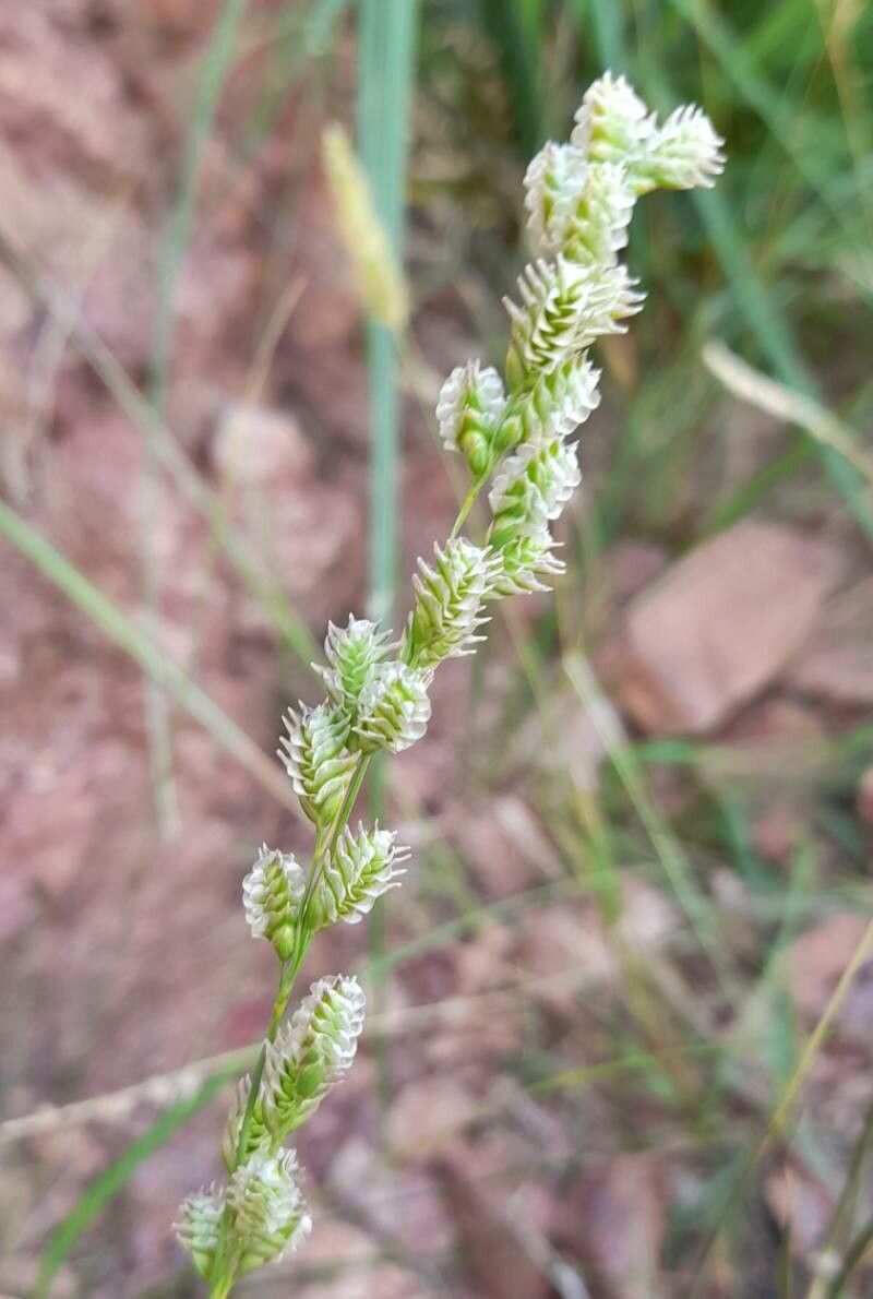 Chascolytrum subaristatum flower