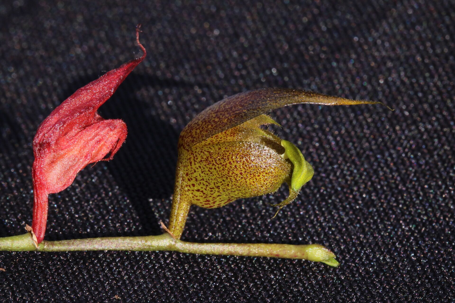 Bulbophyllum dolabriforme flower