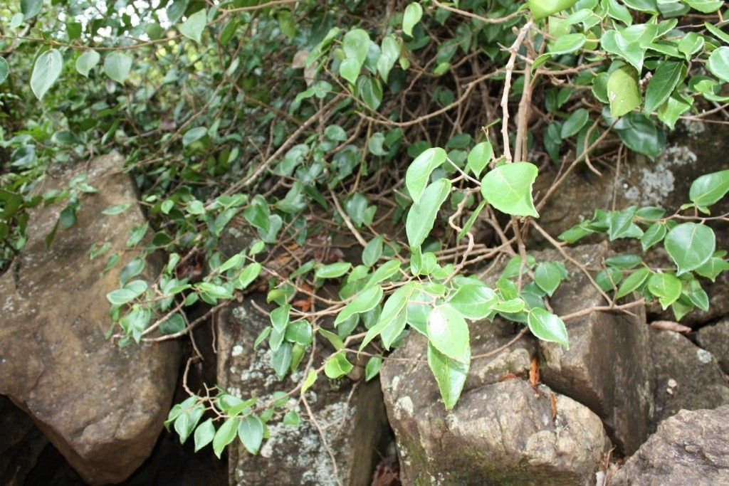 Xylosma peltata habit