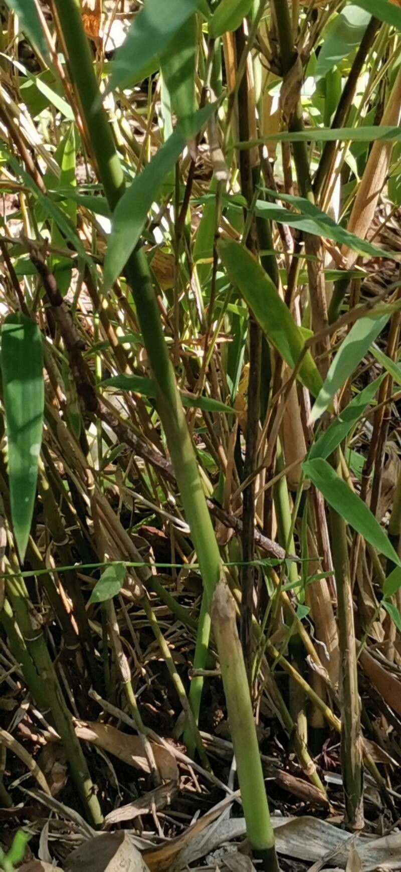 Yushania anceps bark