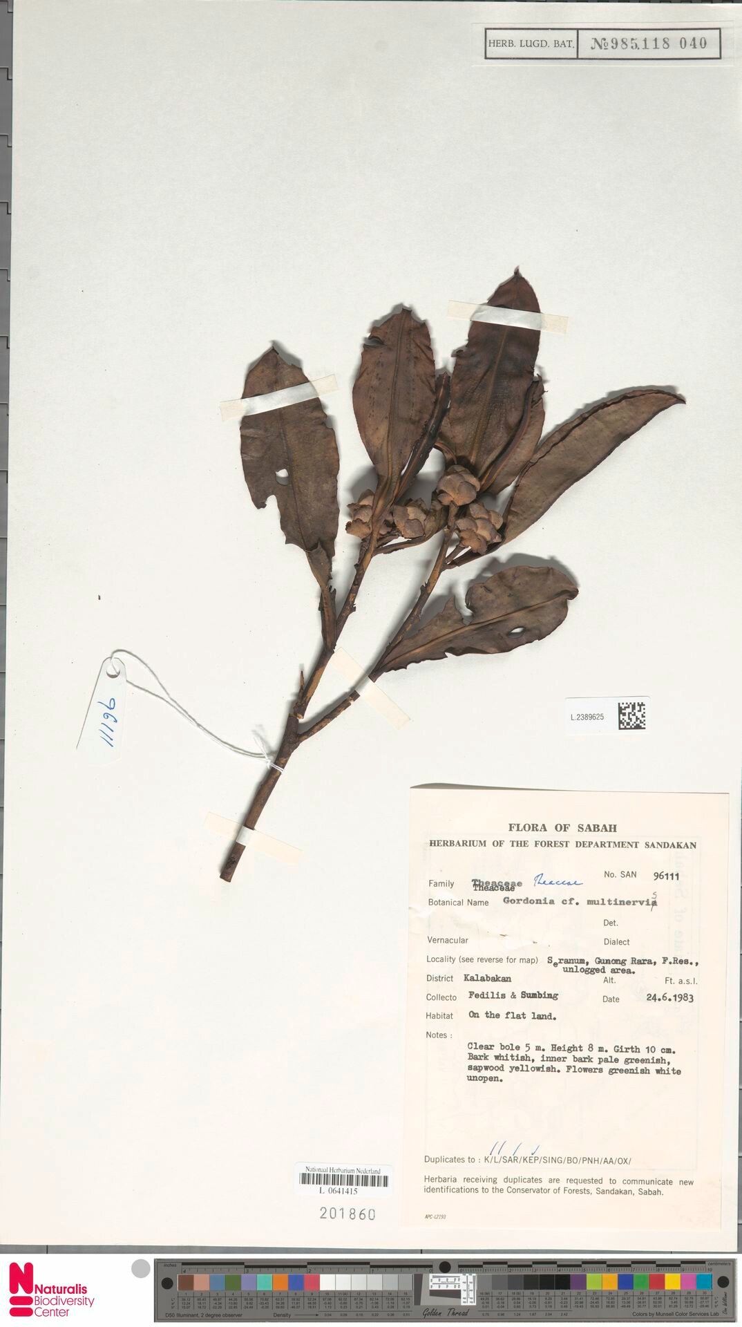 Polyspora multinervis — related species from the same genus