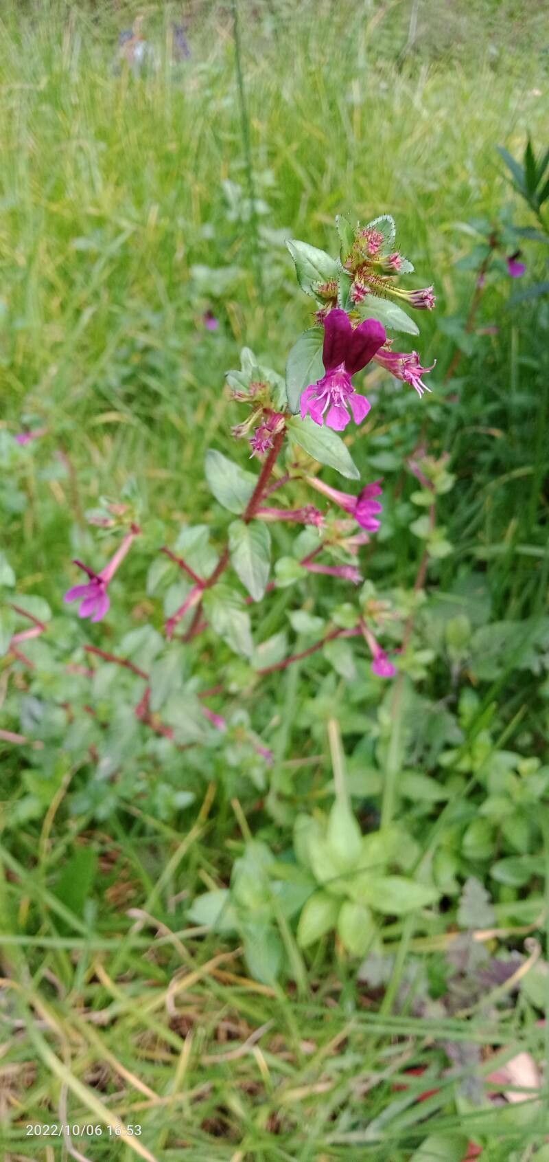Cuphea aspera flower