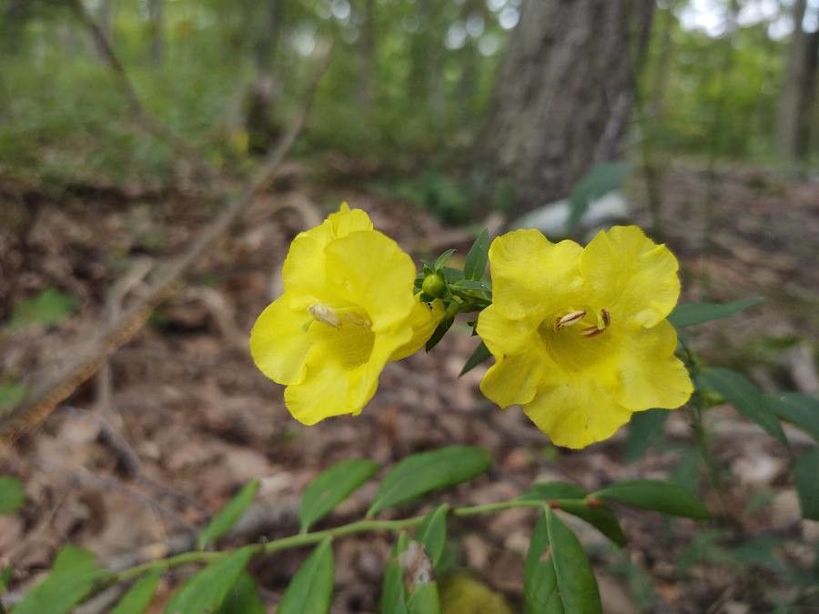 Aureolaria virginica flower