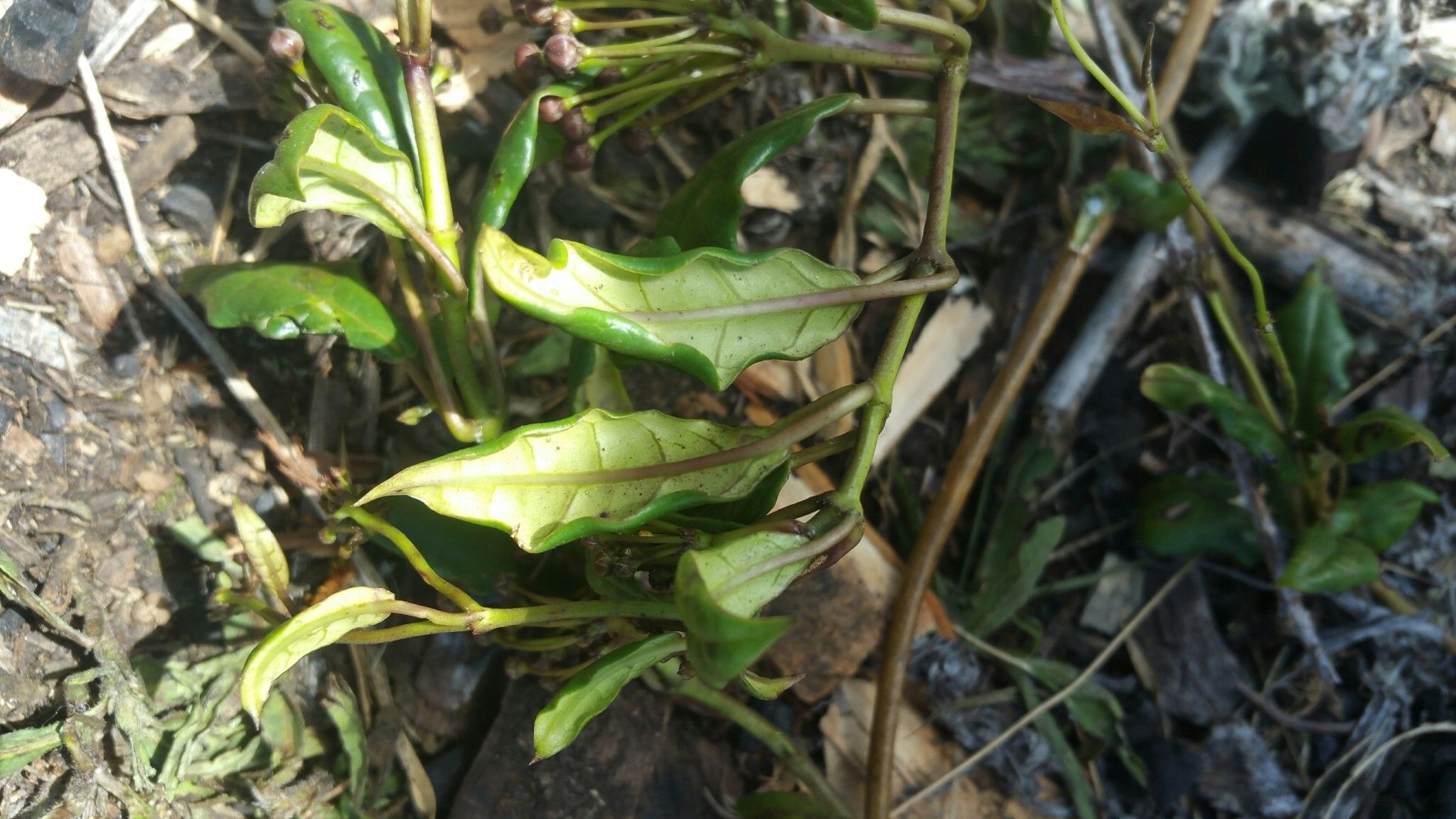 Cynanchum obovatum — houseplant care guide